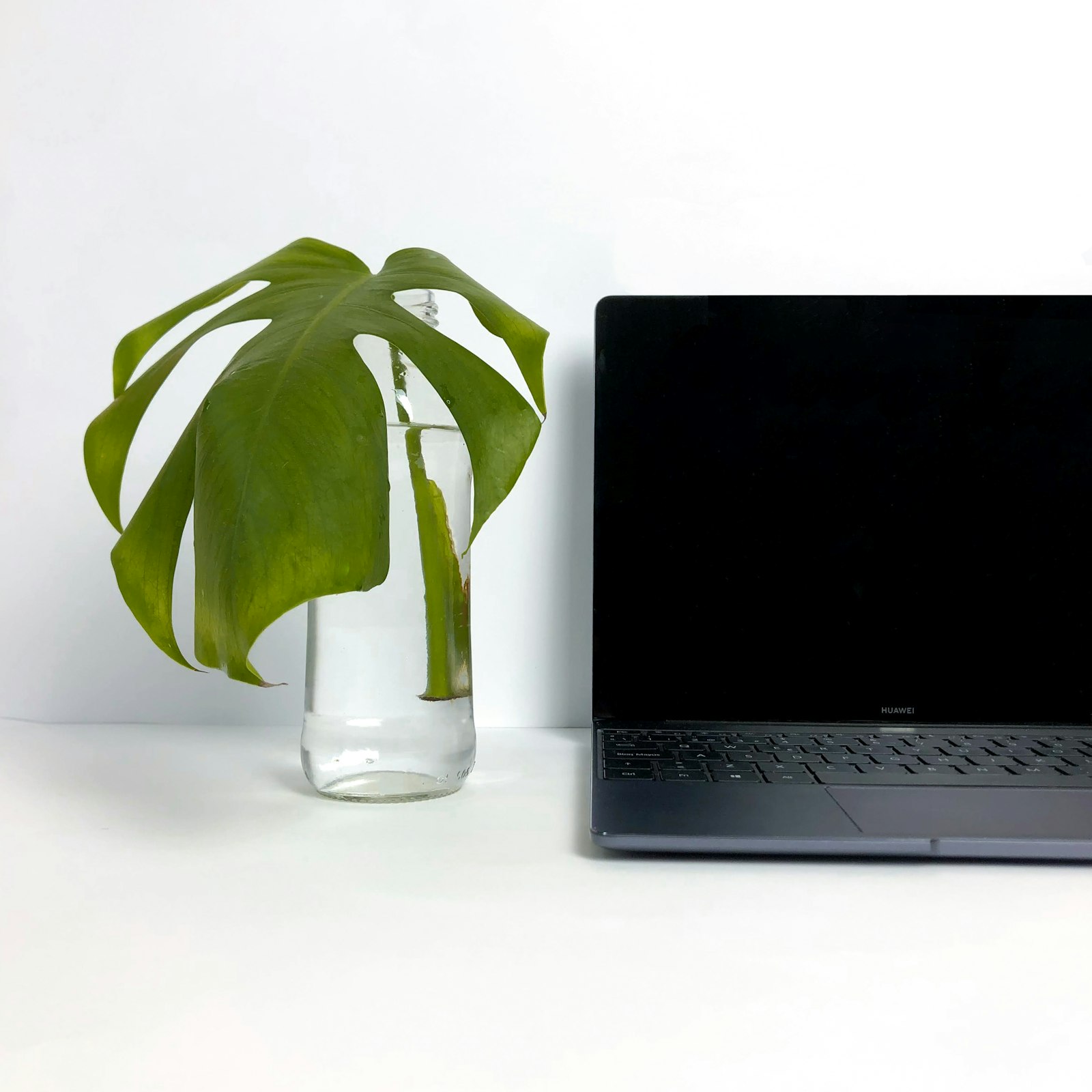 Developer workspace — laptop on desk with plant
