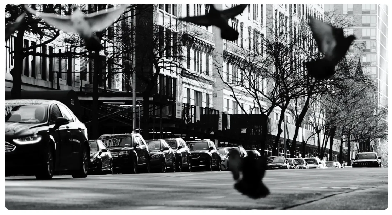 A street frame from the film run, pigeons scattering over parked cars.
