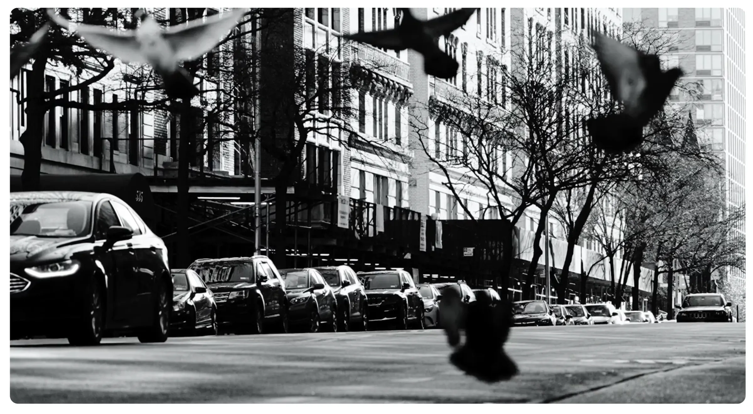 A street frame from the film run, pigeons scattering over parked cars.